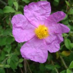 SAV OG Lago di Bolsena 20160514-22a 025 Zistrose