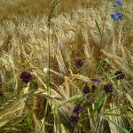 Foto1980 Kornblumenblau violett