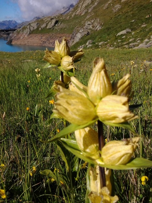 Foto2068 Tüpfelenzian