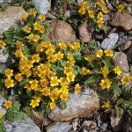 Foto2080 sehr schöne widerstandsfähige gelbe...