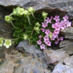 SAV MTT Cevedale Ost 20160727-31 082