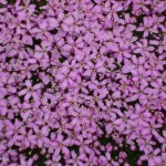 SAV MTT Cevedale Ost 20160727-31 098