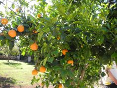 2017-03-30-04-04-sav-sizilien-002