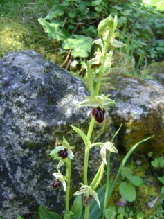 2017-03-30-04-04-sav-sizilien-023