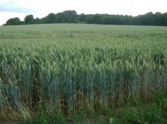 2017-07-09-sav-seeburg-013