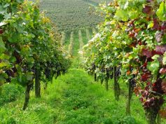 sav-busfahrt-meersburg-ittendorf-008