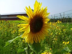 sav-busfahrt-meersburg-ittendorf-032