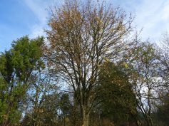sav-landschaftspflege-neben-hegener-baeumle-008-ein-park-entsteht sav-landschaftspflege-neben-hegener-baeumle-008-ein-park-entsteht
