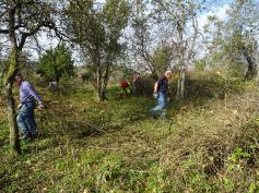 sav-landschaftspflege-neben-hegener-baeumle-017-emsige-ameisen sav-landschaftspflege-neben-hegener-baeumle-017-emsige-ameisen