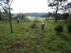 sav-landschaftspflege-neben-hegener-baeumle-022-stacheliges-raus sav-landschaftspflege-neben-hegener-baeumle-022-stacheliges-raus