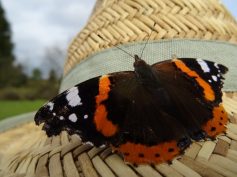 sav-landschaftspflege-neben-hegener-baeumle-049-der-erste-dank-der-natur sav-landschaftspflege-neben-hegener-baeumle-049-der-erste-dank-der-natur