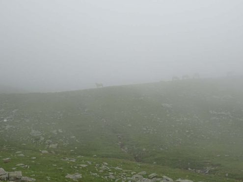 SAV Hayingen Komf BergWE Proveis 20200710-14 (108) Zur Hochwart Nr 11 im Nebel