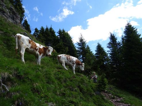 SAV Hayingen Komf BergWE Proveis 20200710-14 (69) Kühe geländegängig