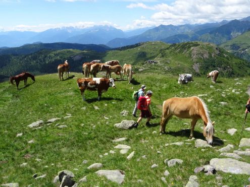 SAV Hayingen Komf BergWE Proveis 20200710-14 (75) Blick zur Brenta