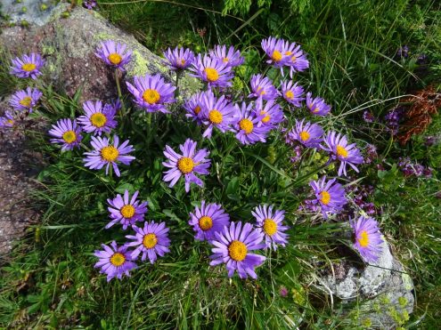 SAV Hayingen Komf BergWE Proveis 20200710-14 (96) Alpenaster