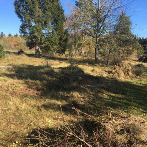 SAV-Landschaftspflege-201031-mobil-9-Hegener-Bäumle-768x768