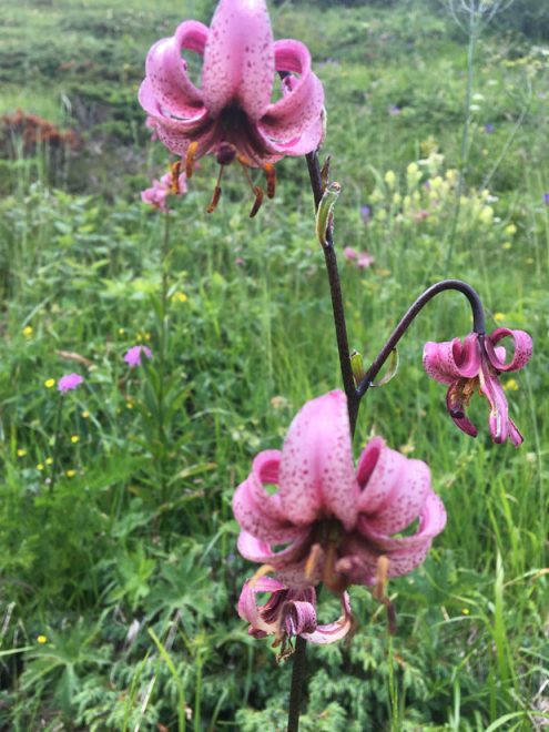 SAV 2021 07 16 Proveis mobil JH (7)