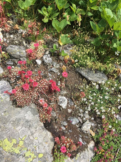 SAV 2021 07 17 Proveis mobil JH (13)