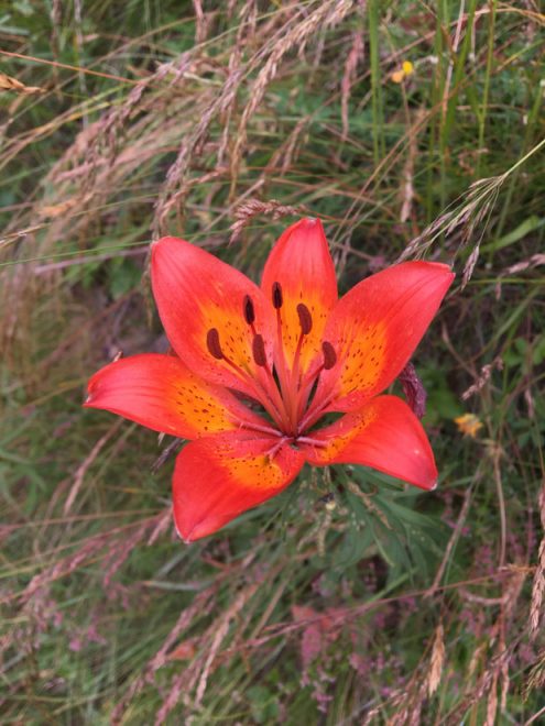 SAV 2021 07 18 Proveis mobil JH (6)