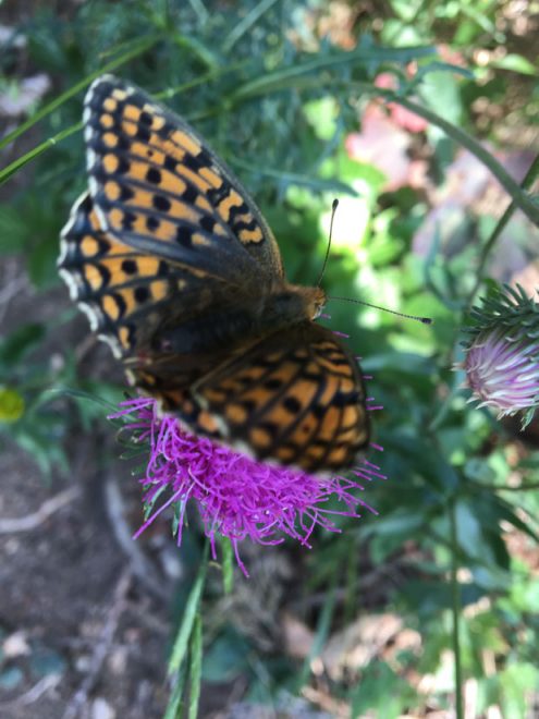 SAV 2021 07 19 Proveis mobil JH (8)