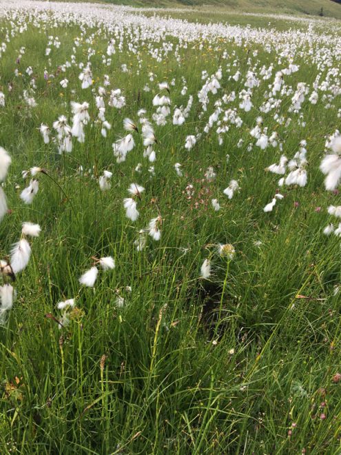 SAV 2021 07 20 Proveis mobil JH (7)