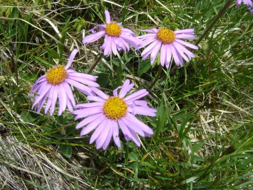 SAV 2021 Proveis digi JH (27)