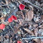 Märzenbecherw 2022 (1)