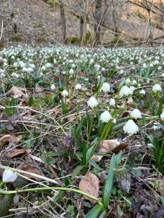 Märzenbecherw 2022 (2)