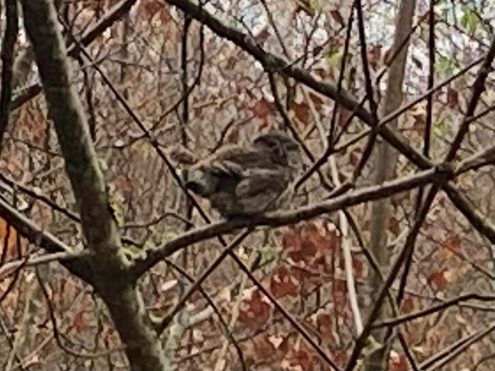 Frühwanderung 22 (2)