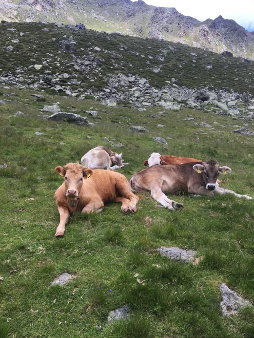 2022 Stallwies DEREN RINDER AUF DER SCHLUDERALM