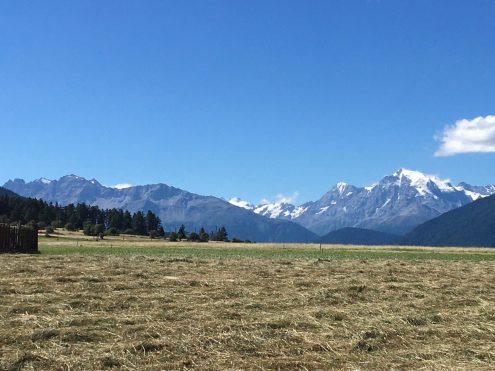 2022 Stallwies ORTLER VOM HAIDERSEE AUS