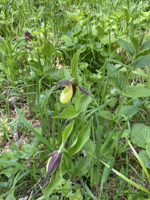 Donauversickerung (7)