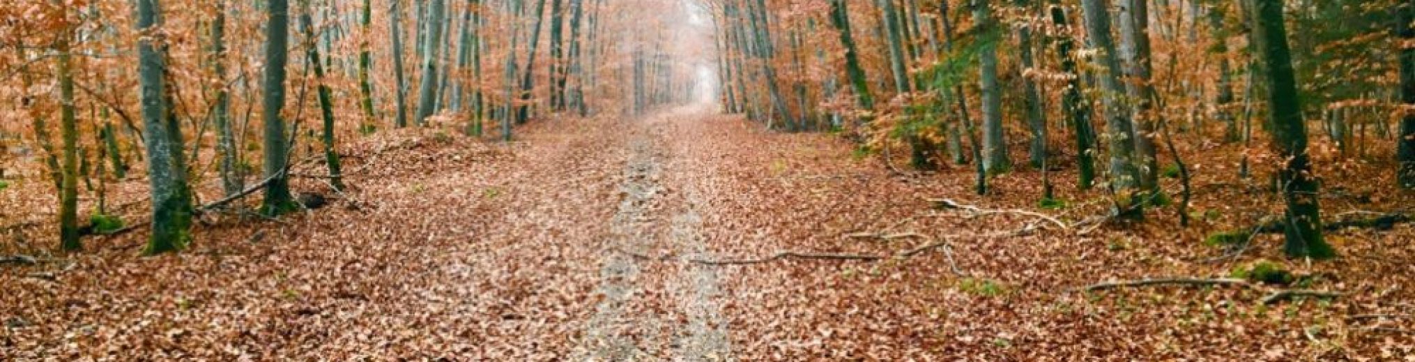 Schwäbischer Albverein | Ortsgruppe Hayingen