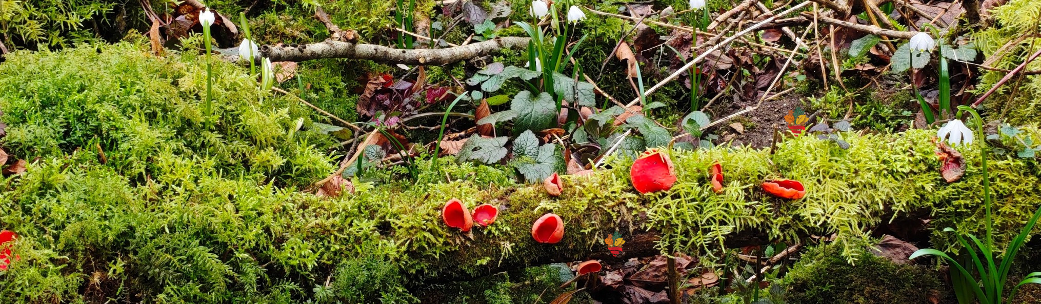 Schwäbischer Albverein | Ortsgruppe Hayingen